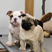 Quality Teddy bear pug, a female Pug for sale in Bellingham, WA – Photo 6 of 9