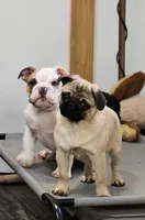 Quality Teddy bear pug, a female Pug for sale in Bellingham, WA – Photo 6 of 9