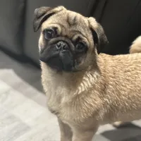 Quality Teddy bear pug, a female Pug for sale in Bellingham, WA – Photo 3 of 9