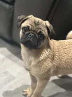 Quality Teddy bear pug, a female Pug for sale in Bellingham, WA – Photo 3 of 9