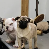 Quality Teddy bear pug, a female Pug for sale in Bellingham, WA – Photo 2 of 9