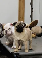 Quality Teddy bear pug, a female Pug for sale in Bellingham, WA – Photo 2 of 9