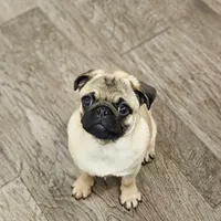 Quality Teddy bear pug, a female Pug for sale in Bellingham, WA – Photo 9 of 9