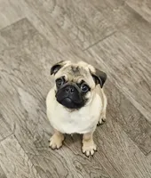 Quality Teddy bear pug, a female Pug for sale in Bellingham, WA – Photo 9 of 9