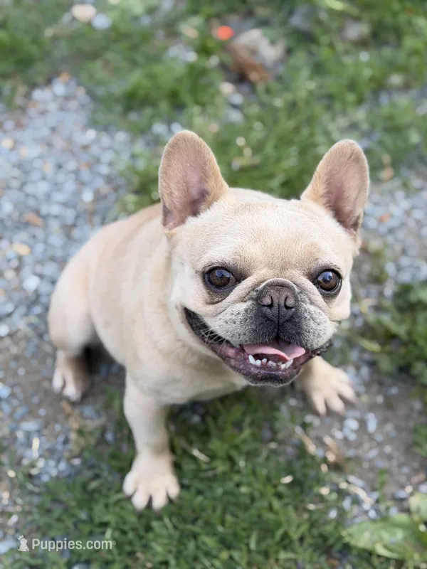 Frenchie Bella in Heat – French Bulldog puppy for sale in Bellingham, WA