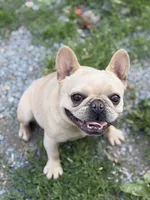 Frenchie Bella in Heat, a female French Bulldog for sale in Bellingham, WA – 1 of 2