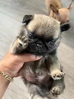 Teddy , a male Pug for sale in Bellingham, WA – 7 of 9