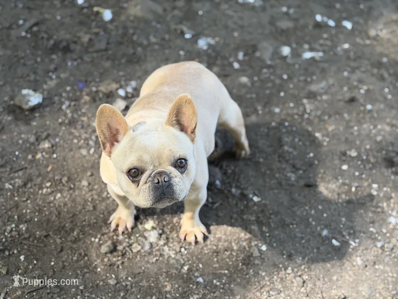 Frenchie Bella  – French Bulldog puppy for sale in Bellingham, WA