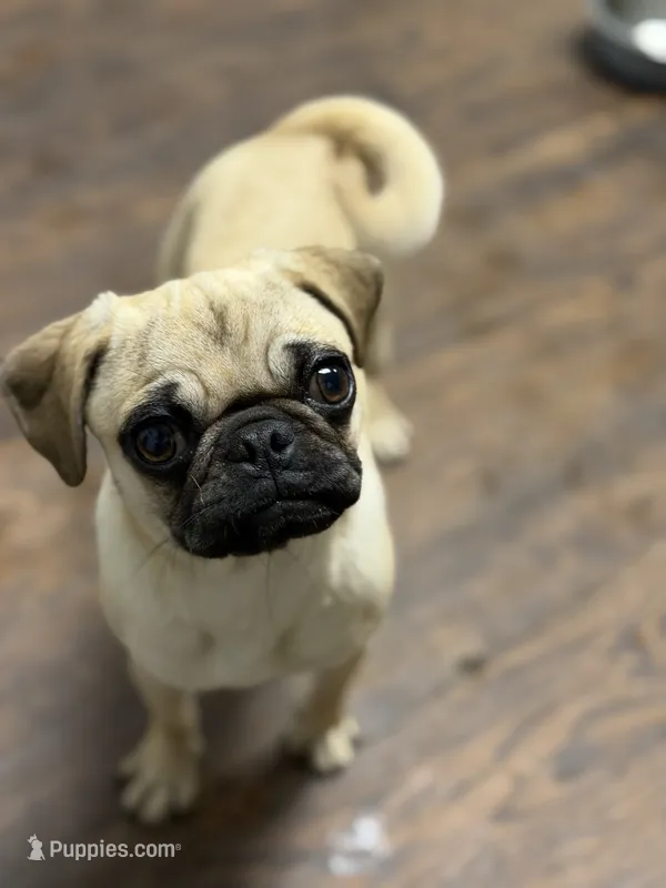 Tati – Pug puppy for sale in Bellingham, WA