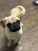 Tati, a female Pug for sale in Bellingham, WA – 7 of 9