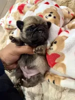Female Teddy Bear VICKY, a female Pug for sale in Bellingham, WA – 5 of 8