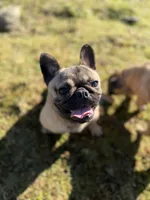 Tilly, a female French Bulldog and Pug for sale in Bellingham, WA – 6 of 9