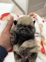 Teddy bear Pug Female # 1, a female Pug for sale in Bellingham, WA – 3 of 8
