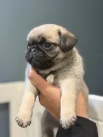 London Teddy bear PuG, a female Pug for sale in Bellingham, WA – 7 of 10