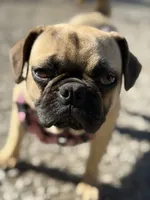 Gigi, a female French Bulldog and Pug for sale in Bellingham, WA – 5 of 10