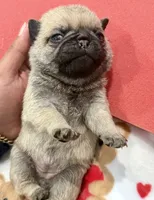 Female # 2 ROMA, a female Pug for sale in Bellingham, WA – 2 of 10