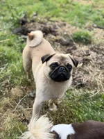 Female Teddy Bear VICKY, a female Pug for sale in Bellingham, WA – 8 of 8