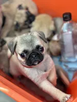 Snow White- Teddy bear pug, a female Pug for sale in Bellingham, WA – Photo 4 of 8