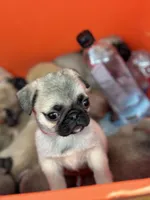 Snow White- Teddy bear pug, a female Pug for sale in Bellingham, WA – Photo 7 of 8