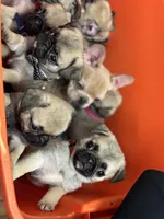 Snow White- Teddy bear pug, a female Pug for sale in Bellingham, WA – Photo 8 of 8