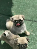 Snow White- Teddy bear pug, a female Pug for sale in Bellingham, WA – Photo 5 of 8