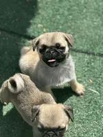 Snow White- Teddy bear pug, a female Pug for sale in Bellingham, WA – Photo 3 of 8