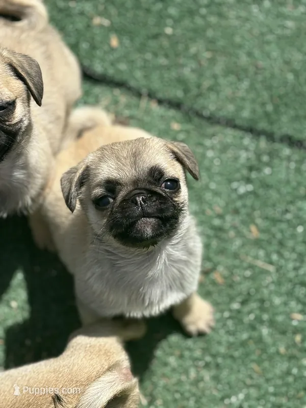 Snow White- Teddy bear pug, a female Pug for sale in Bellingham, WA – Photo 1 of 8