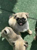 Snow White- Teddy bear pug, a female Pug for sale in Bellingham, WA – Photo 2 of 8
