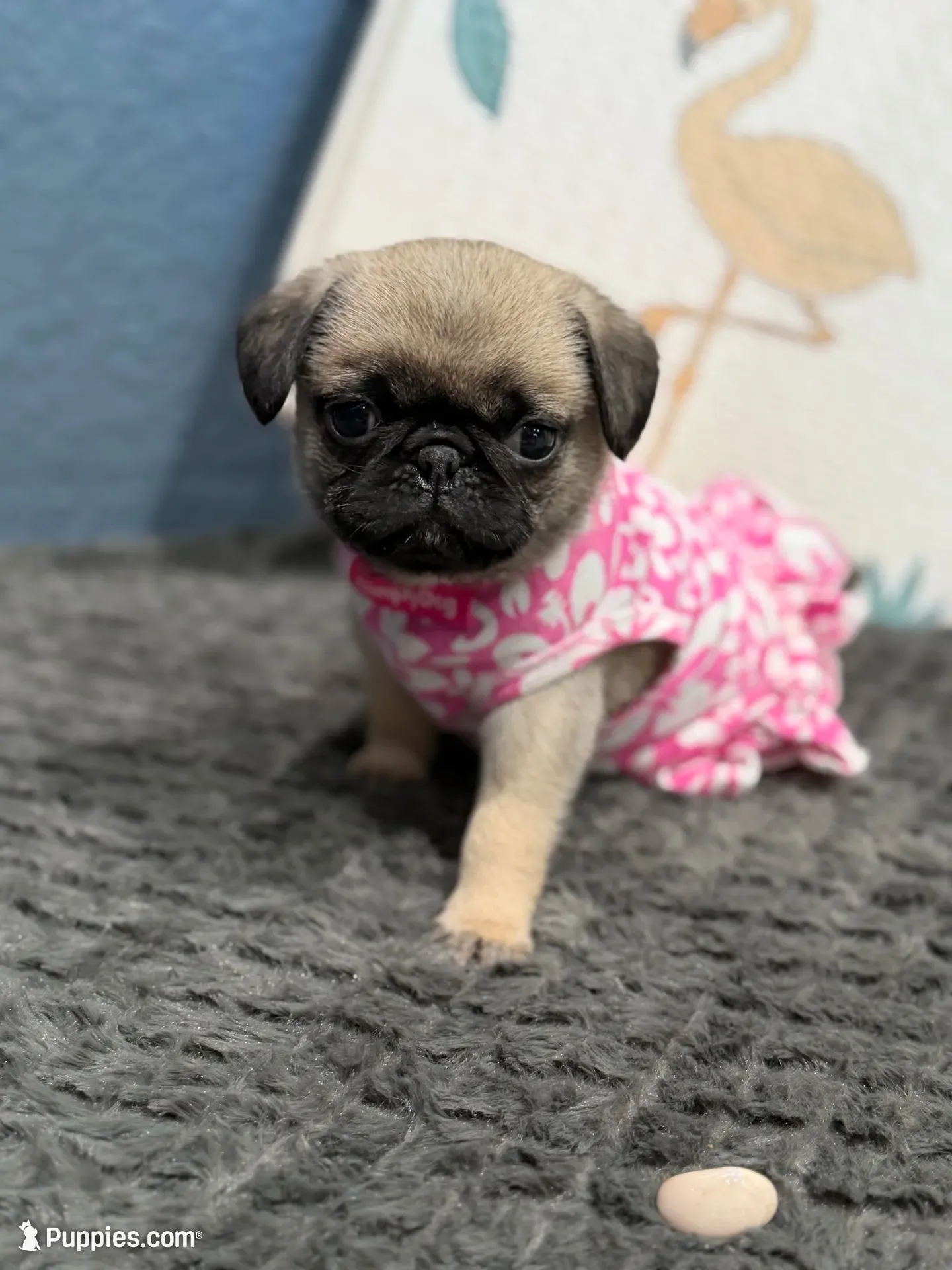 London Teddy bear PuG, a female Pug for sale in Bellingham, WA – 1 of 10