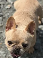 Frenchie Bella in Heat, a female French Bulldog for sale in Bellingham, WA – 2 of 2