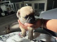 Carmen, a female Pug for sale in Bellingham, WA – 2 of 8