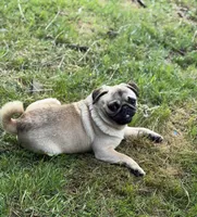 Jimmy, a male Pug for sale in Bellingham, WA – 9 of 10