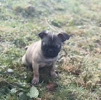 Victor, a male French Bulldog and Pug for sale in Bellingham, WA – Photo 1 of 8