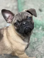 Victor, a male French Bulldog and Pug for sale in Bellingham, WA – Photo 7 of 9