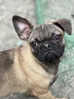 Victor, a male French Bulldog and Pug for sale in Bellingham, WA – Photo 8 of 9