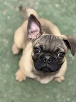 Victor, a male French Bulldog and Pug for sale in Bellingham, WA – Photo 3 of 9