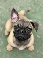 Victor, a male French Bulldog and Pug for sale in Bellingham, WA – Photo 5 of 9