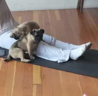 Victor, a male French Bulldog and Pug for sale in Bellingham, WA – Photo 9 of 9