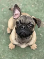 Victor, a male French Bulldog and Pug for sale in Bellingham, WA – Photo 2 of 9