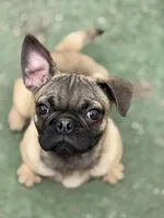 Victor, a male French Bulldog and Pug for sale in Bellingham, WA – Photo 4 of 9