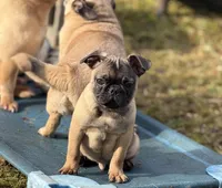 Victor, a male French Bulldog and Pug for sale in Bellingham, WA – Photo 3 of 8