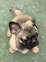 Victor, a male French Bulldog and Pug for sale in Bellingham, WA – Photo 6 of 9