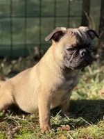 Victor, a male French Bulldog and Pug for sale in Bellingham, WA – Photo 7 of 8