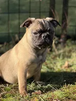 Victor, a male French Bulldog and Pug for sale in Bellingham, WA – Photo 8 of 8