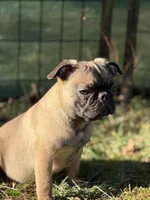 Victor, a male French Bulldog and Pug for sale in Bellingham, WA – Photo 6 of 8