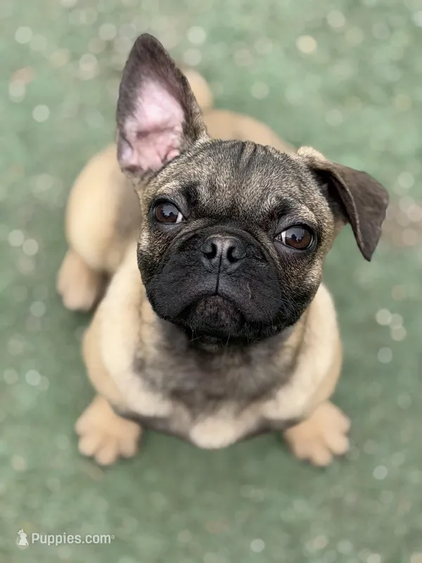 Victor – French Bulldog, Pug puppy for sale in Bellingham, WA