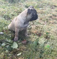 Victor, a male French Bulldog and Pug for sale in Bellingham, WA – Photo 2 of 8