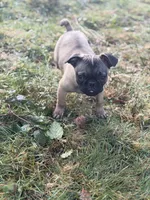 Victor, a male French Bulldog and Pug for sale in Bellingham, WA – Photo 5 of 8