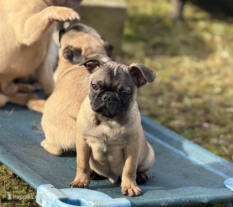 Victor – French Bulldog, Pug puppy for sale in Bellingham, WA