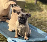 Victor, a male French Bulldog and Pug for sale in Bellingham, WA – Photo 4 of 8
